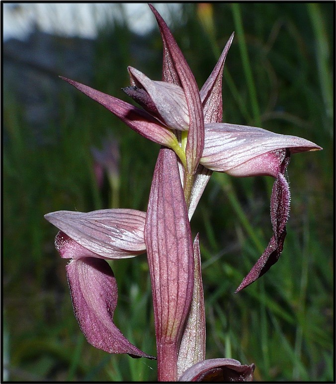 Serapias linguaXSerapias cordigera